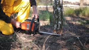 Professional  Tree Services in Vernal, UT