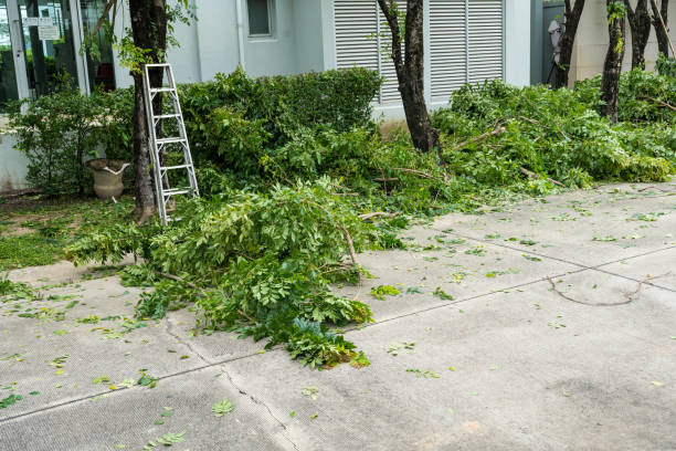 Why Choose Our Tree Removal Services in Vernal, UT?